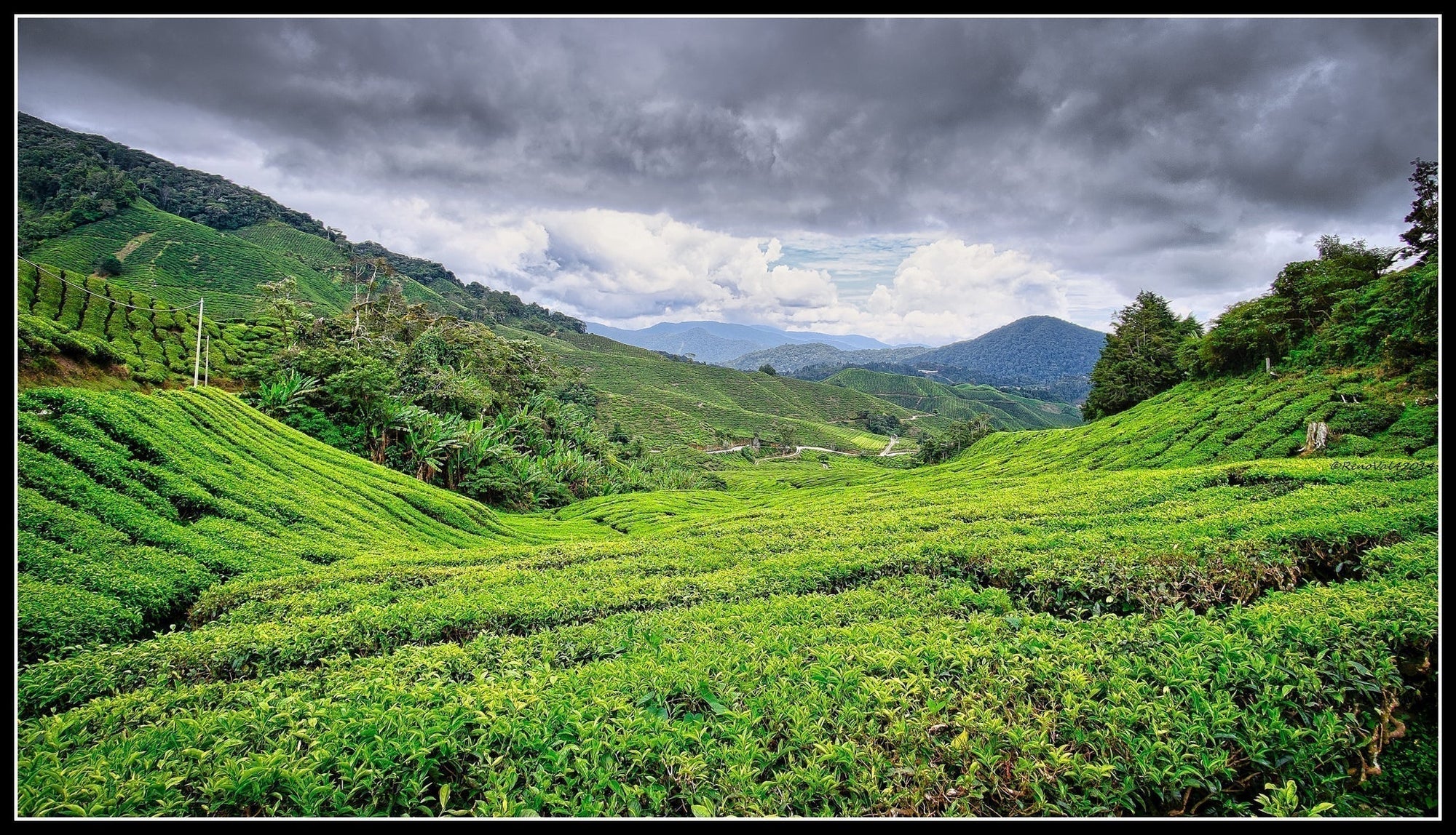 Spring into a New Brew: Top Four Loose Leaf Teas for the Season