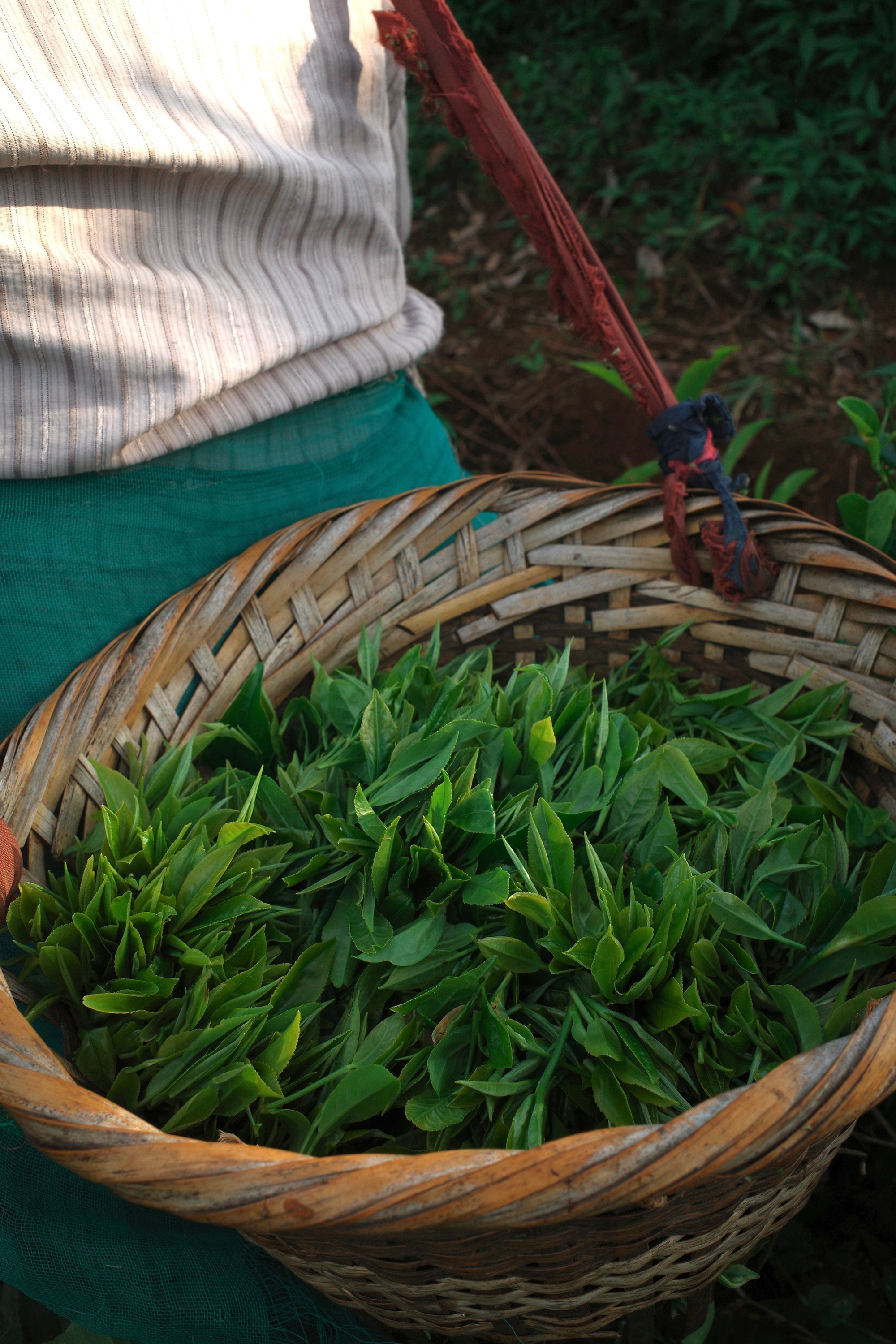 Basket of plucked tea leaves that will be processed into Meghalaya black tea. 