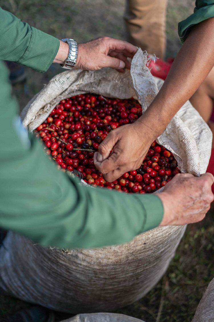 Hand selecting Ithaka Coffee beans from bag for quality and flavour