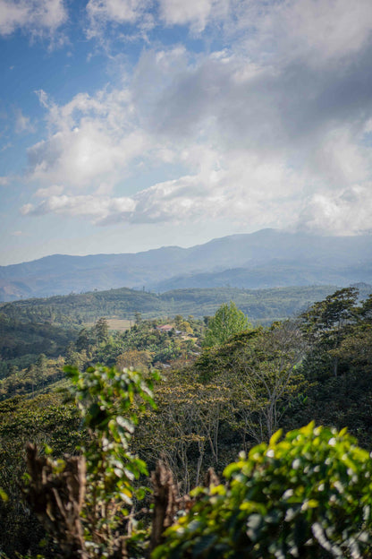 Freshly Roasted Coffee - Beans or Ground - Waterloo Espresso by Ithaka - 250g or 1kg