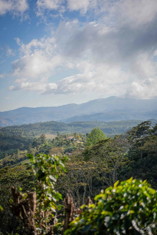 Freshly Roasted Coffee - Beans or Ground - Waterloo Espresso by Ithaka - 250g or 1kg