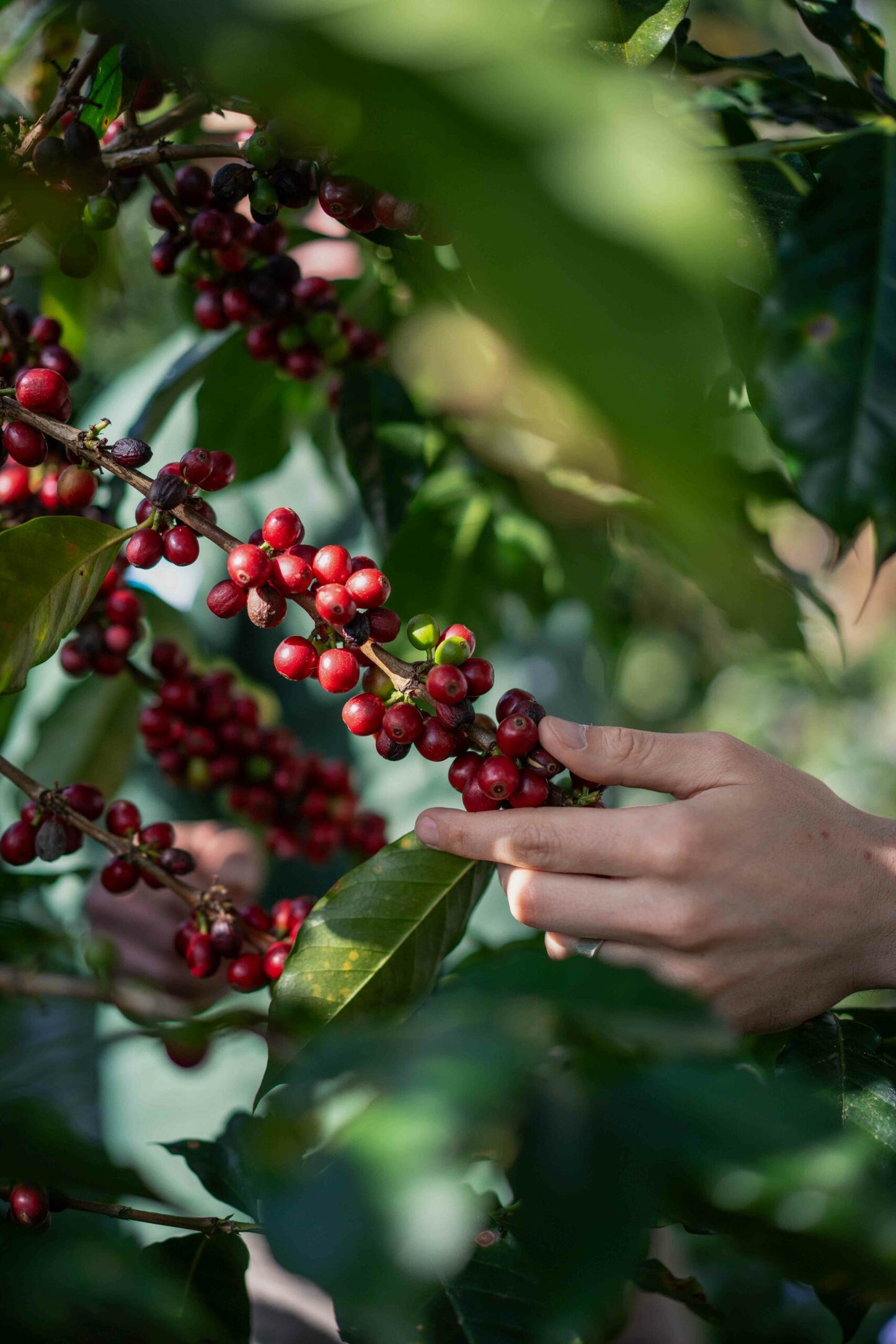 Freshly Roasted Coffee - Beans or Ground - Waterloo Espresso by Ithaka - 250g or 1kg