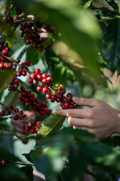 Freshly Roasted Coffee - Beans or Ground - Waterloo Espresso by Ithaka - 250g or 1kg