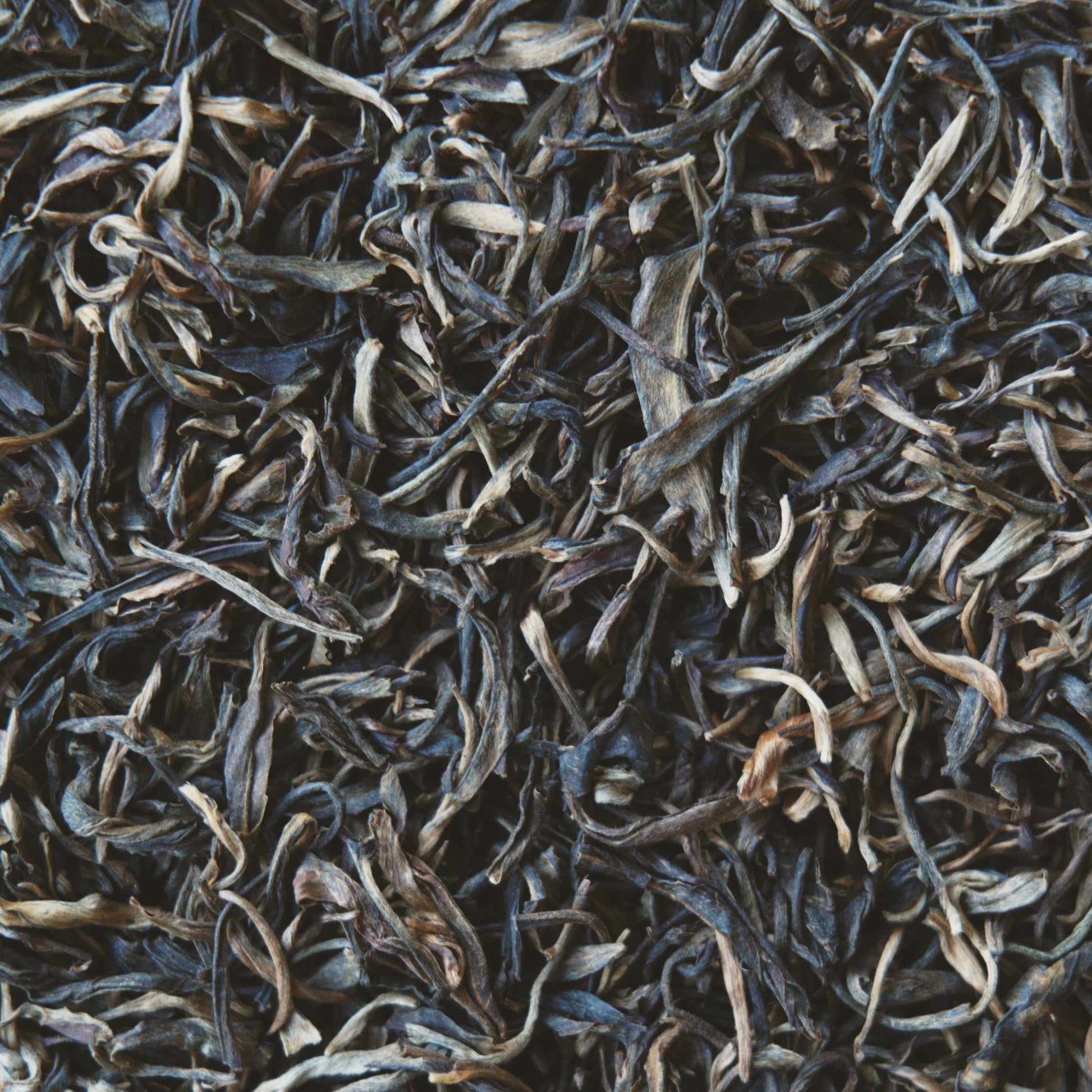 Close up view of Raw Mountain Puerh loose leaf tea leaves