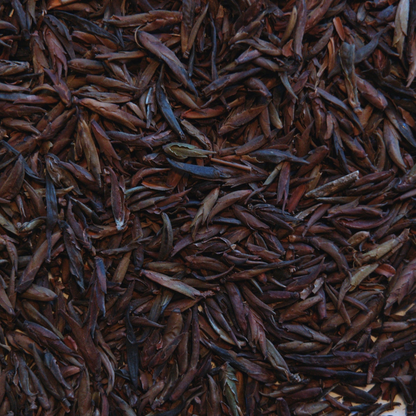 Loose leaf wild purple raw puerh tea buds. 