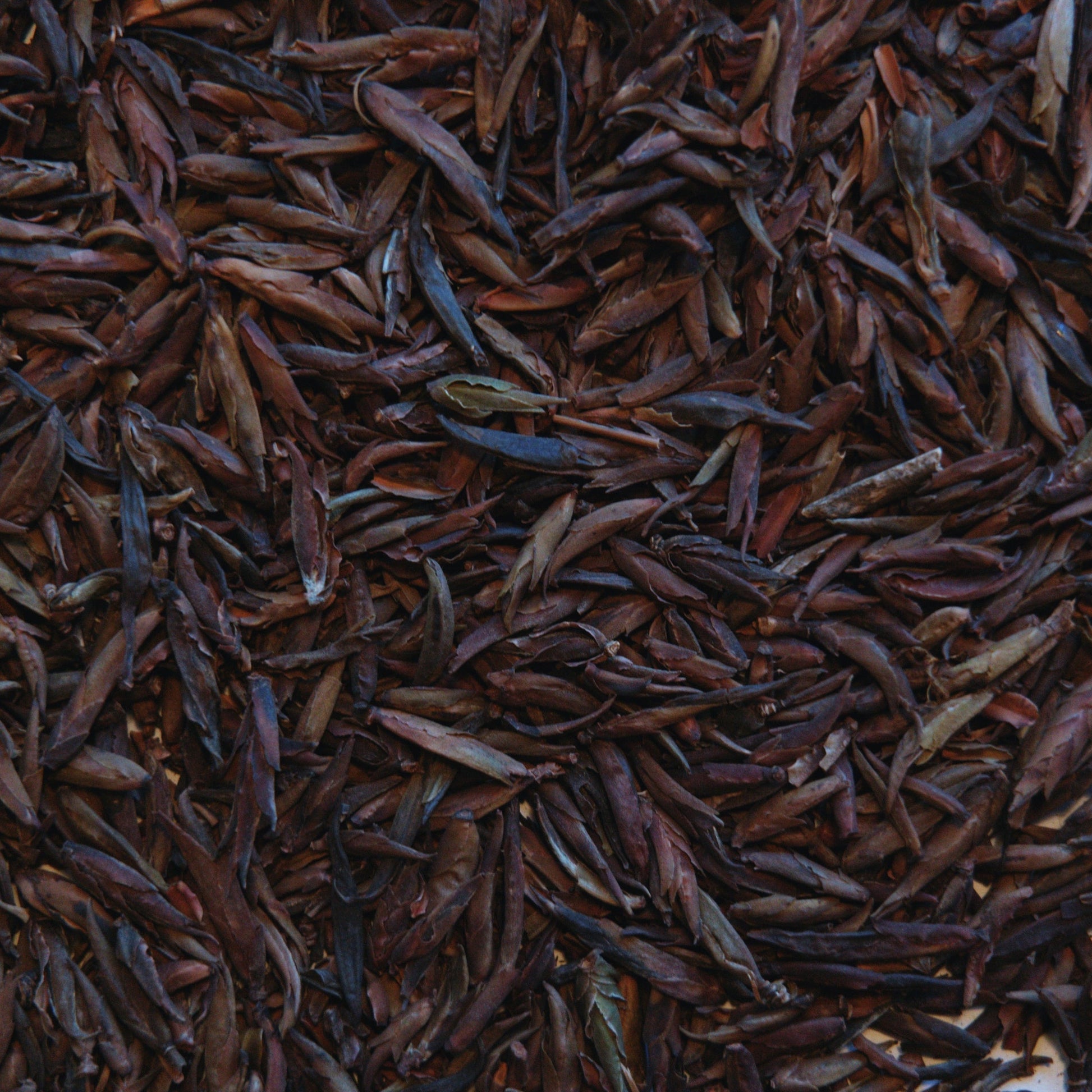 Loose leaf wild purple raw puerh tea buds. 