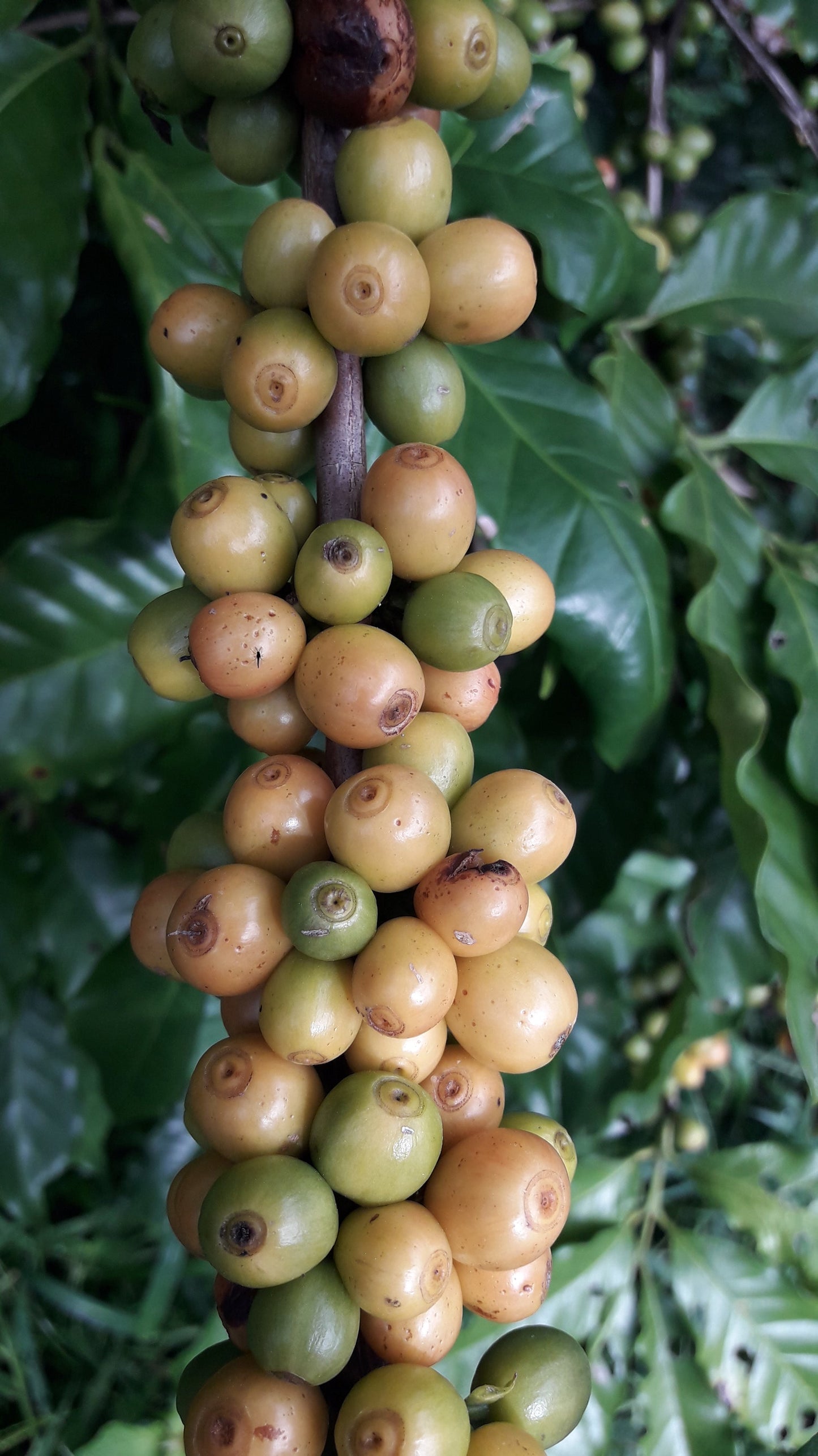 Green coffee beans cluster on branch, Las Cotorras community, Chiapas, Mexico